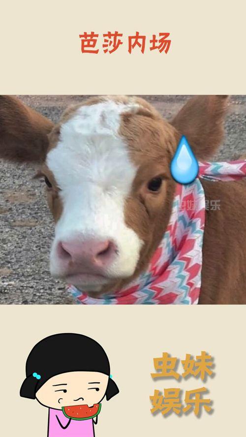 娱乐吃瓜酱高清,揭秘娱乐圈幕后故事